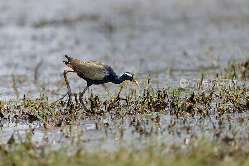 水鸟:成年铜翅紫斑鸟(Metopidius indicus)